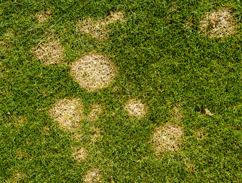Dog Waste and Lawn Health: How It Affects Your Yard